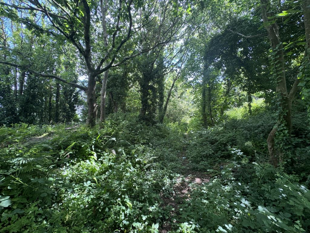 Lot: 154 - FREEHOLD PARCEL OF WOODLAND -